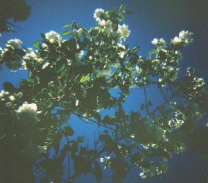 Image of a flowering plant against blue sky