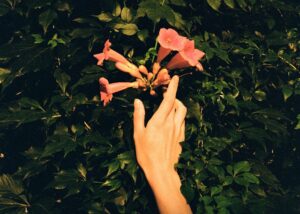 A hand reaching for some flowers in a wall of greenery.